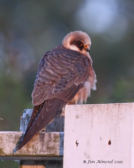 Red footed Falcon on sight screen in sunlight Ledbury 8 6 11 MG_1680